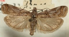 Pempelia compositella