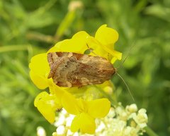 Cryptocala chardinyi