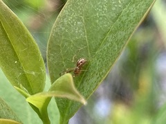 Anelosimus studiosus