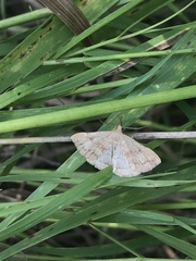 Phalaenostola metonalis
