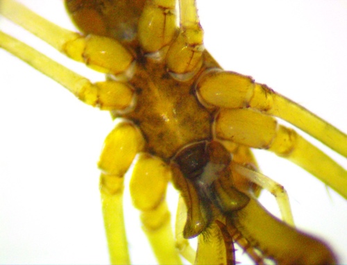 Tetragnatha versicolor