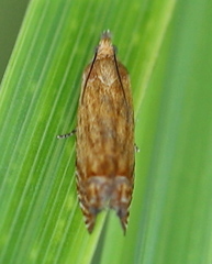 Lathronympha strigana