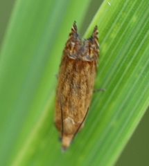 Lathronympha strigana