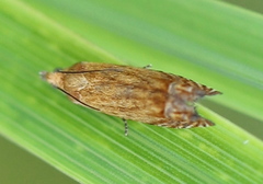 Lathronympha strigana