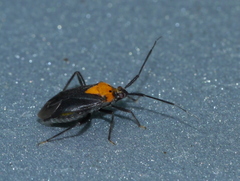 Taedia