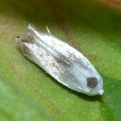 Opostegidae