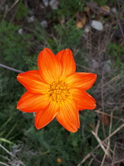 Dahlia coccinea