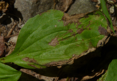 Insecta