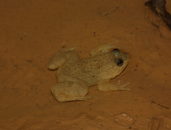 Occidozyga laevis