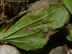 Insecta