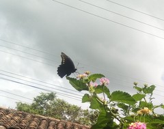 Battus polydamas