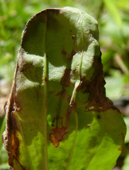 Insecta