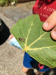 Melanoliarus placitus