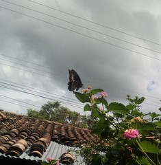 Battus polydamas