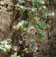 Centaurea pectinata