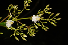Miconia conocuatrecasasii