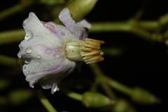 Miconia conocuatrecasasii