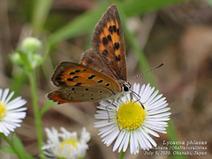 Lycaena phlaeas daimio