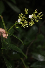 Miconia conocuatrecasasii