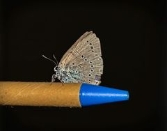 Iolana iolas