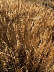 Hordeum vulgare