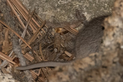 Peromyscus truei