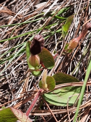 Aristolochia bracteosa