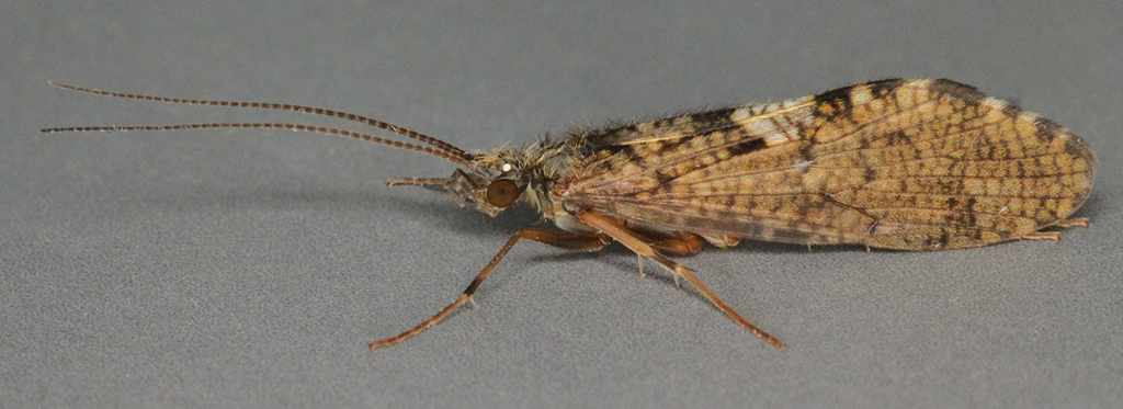 Sandfly