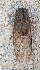 Cicada barbara barbara