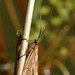 Rhyacophila fasciata - Photo (c) 
James K. Lindsey, alguns direitos reservados (CC BY-SA)