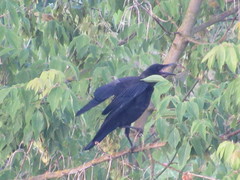 Corvus frugilegus