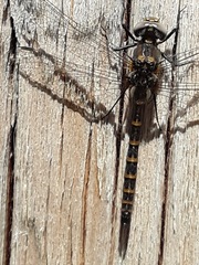 Williamsonia lintneri