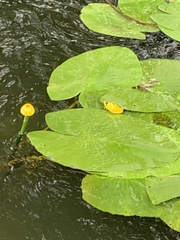 Nuphar lutea