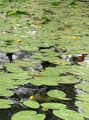 Nuphar lutea