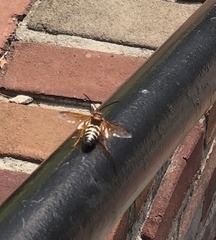 Sphecius speciosus