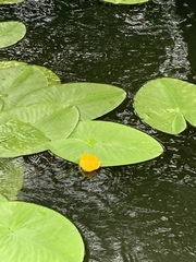 Nuphar lutea