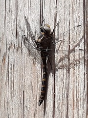 Williamsonia lintneri