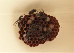 Mischocyttarus cassununga