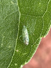 Ilnacora