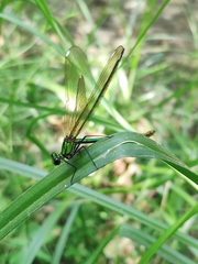 Calopteryx splendens