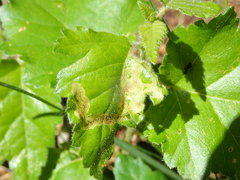 Agromyza alnibetulae