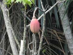 Pseudobombax munguba