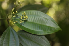 Miconia cooperi