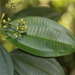 Miconia cooperi - Photo (c) humbertomendozacifuentes, some rights reserved (CC BY-NC), uploaded by humbertomendozacifuentes