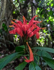 Pachystachys spicata