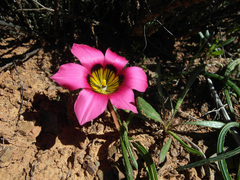 Romulea subfistulosa