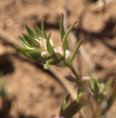 Polygonum polygaloides
