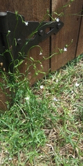 Wahlenbergia marginata