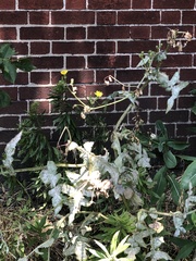 Golovinomyces sonchicola