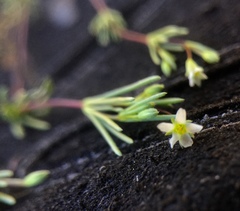 Linanthus harknessii